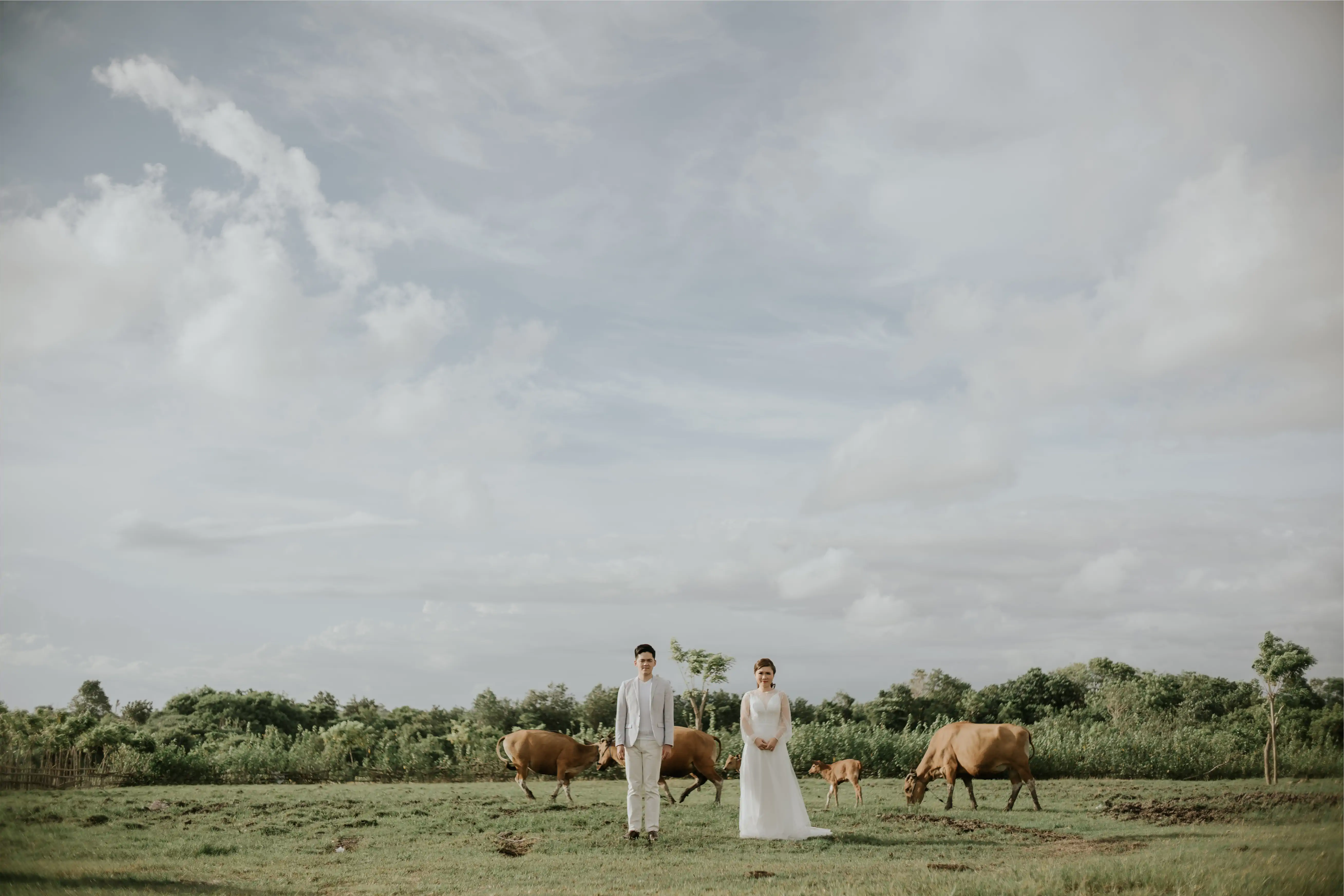 Prewedding photo in savana with buffalo